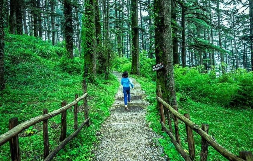 Delhi to Dhanaulti Tour Package: A Journey Through the Hills